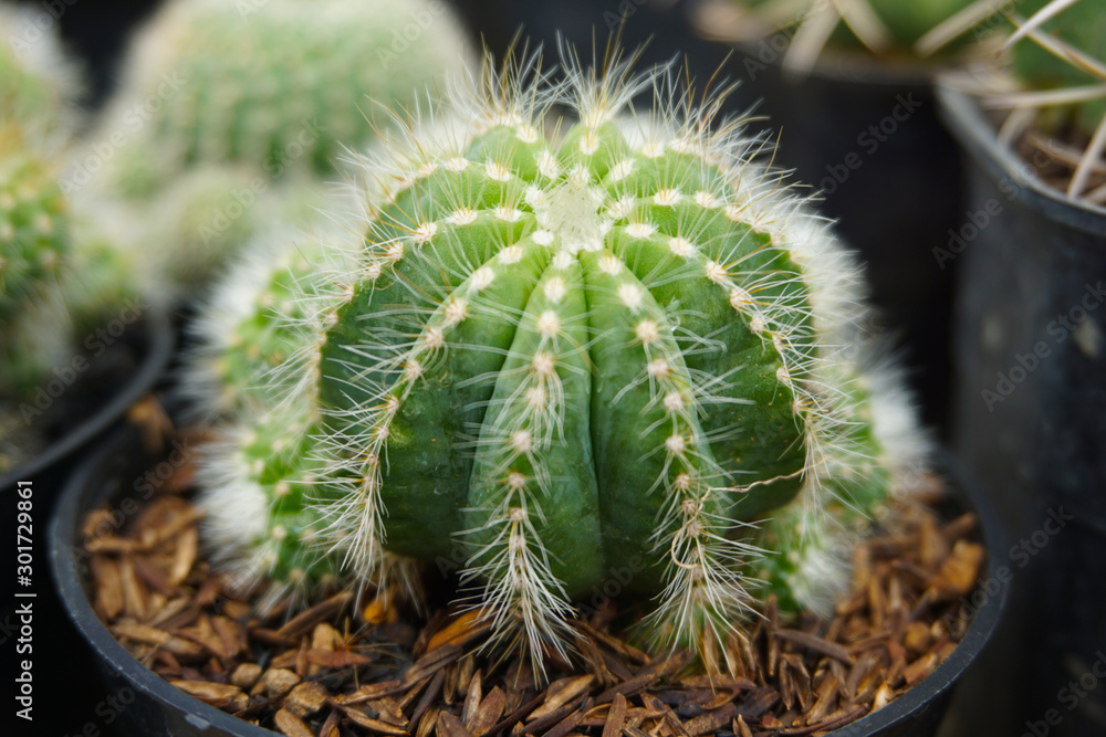 仙人掌，请参阅Mammillaria、Melocactus和Opuntia。有关其他用途，请参阅仙人掌（消除歧义）。仙人掌