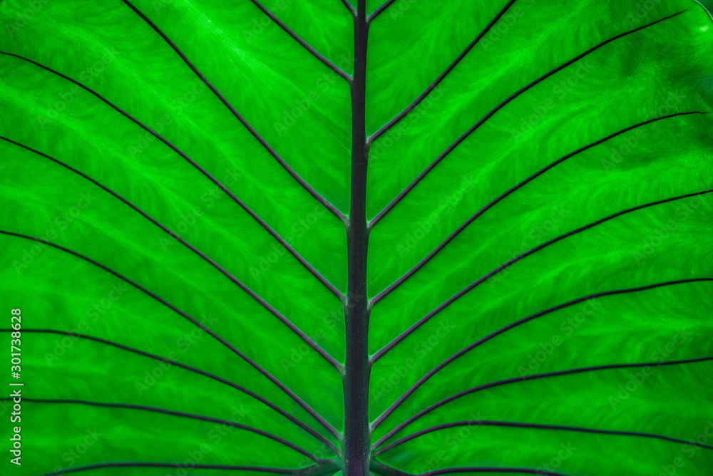 abstract green leaf texture, nature background, tropical leaf