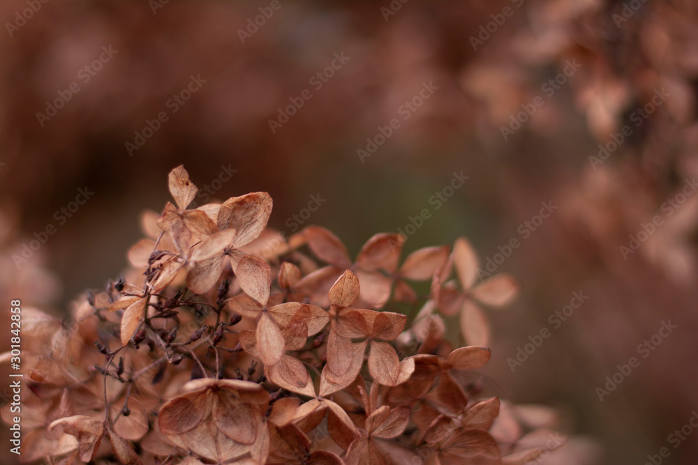 干燥的棕色水合物（hortensia）花瓣的特写。柔和而选择性的焦点，模糊的bac