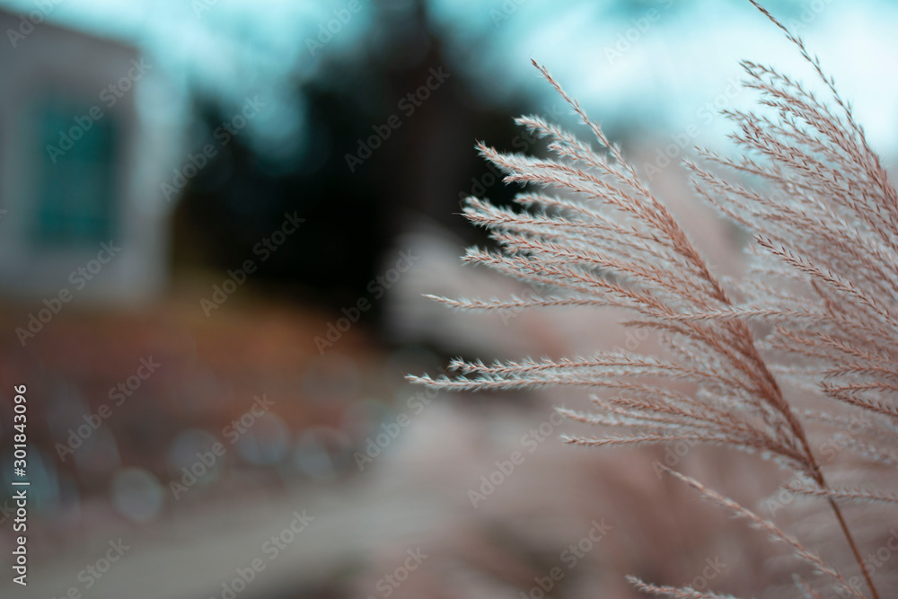 Dry bent grass close up. Soft focus, blur and bokeh background. Shallow depth of field