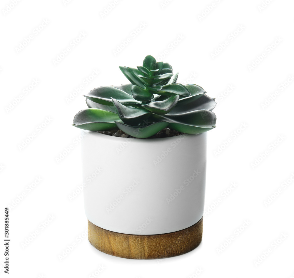 Green plant in pot on white background