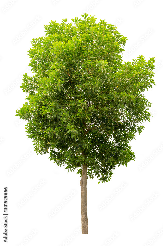 Green tree isolated on white background.