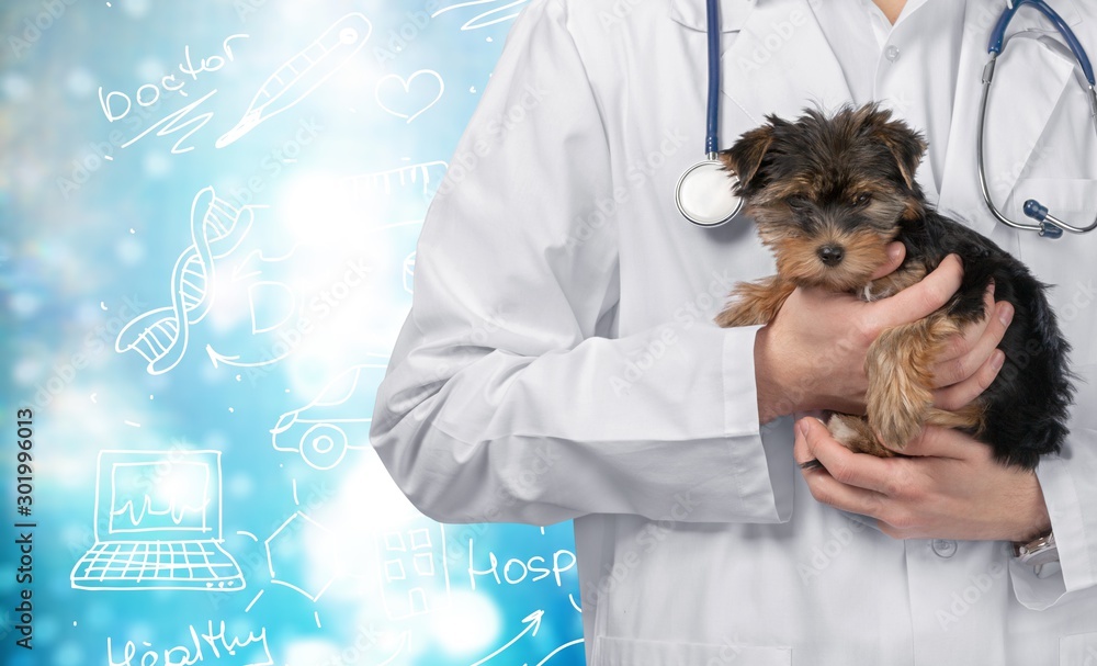 Small cute dog examined at the veterinary doctor, close-up