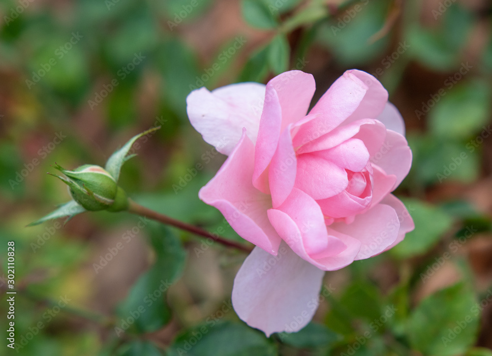 Rose tea flowers close up nature.