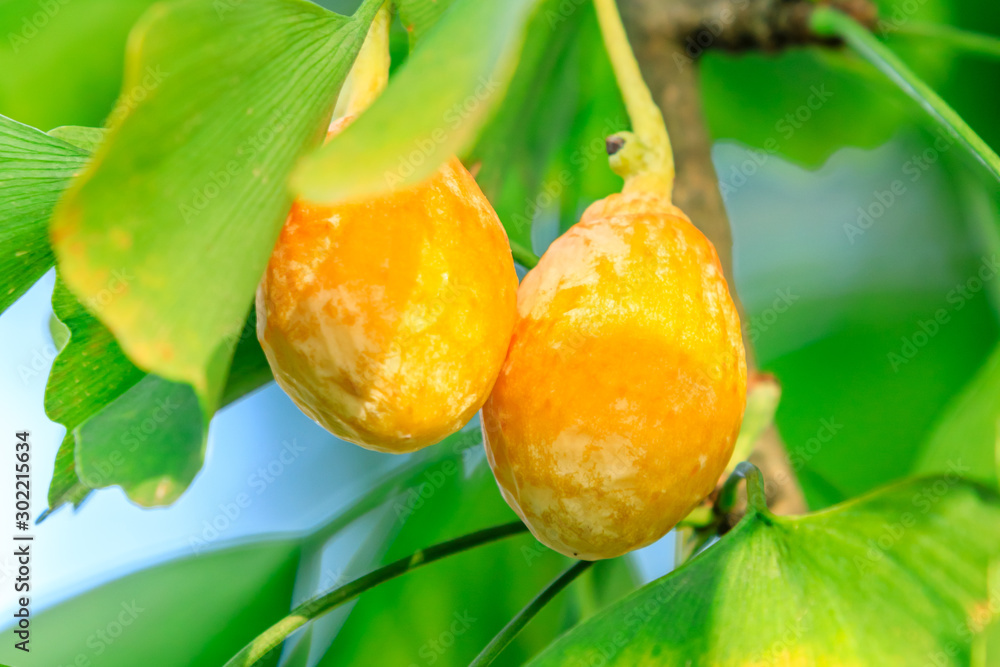 Ripe ginkgo fruit on ginkgo tree in autumn