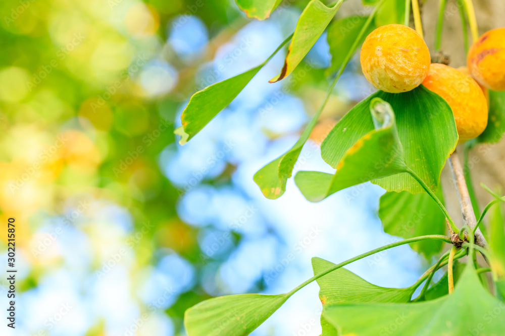 Ripe ginkgo fruit on ginkgo tree in autumn