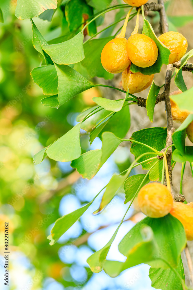 Ripe ginkgo fruit on ginkgo tree in autumn