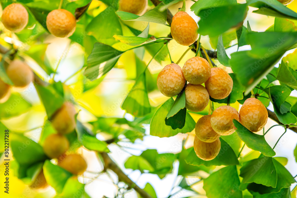 Ripe ginkgo fruit on ginkgo tree in autumn