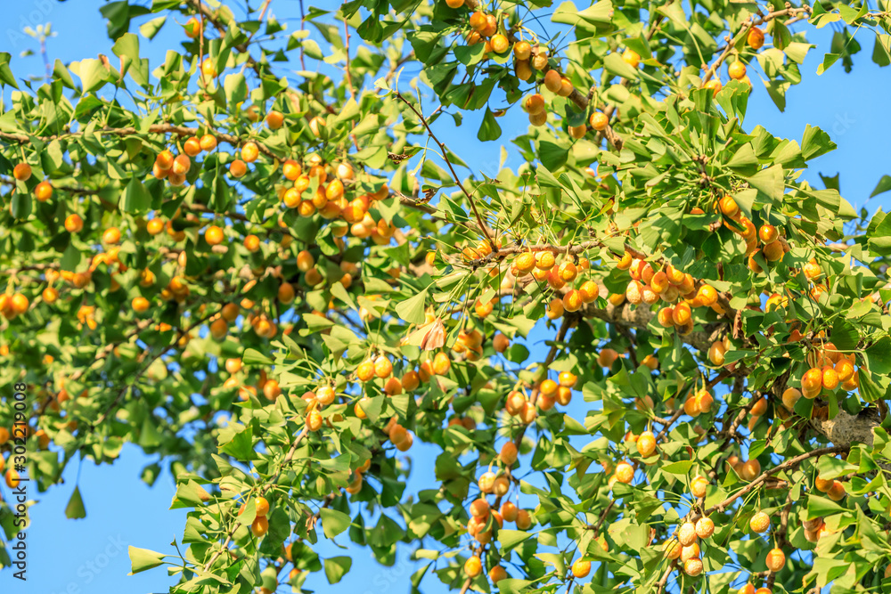 Leaves and fruit of the ginkgo tree in fall