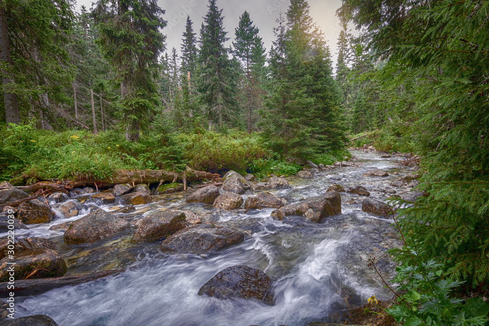 Forest river stream water slowly flow through the stones in the forest.