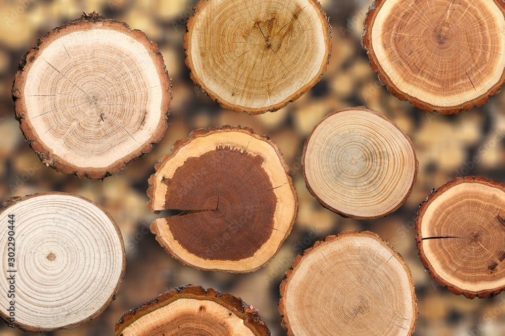 Slice of wood with bark and growth rings on the bokeh background