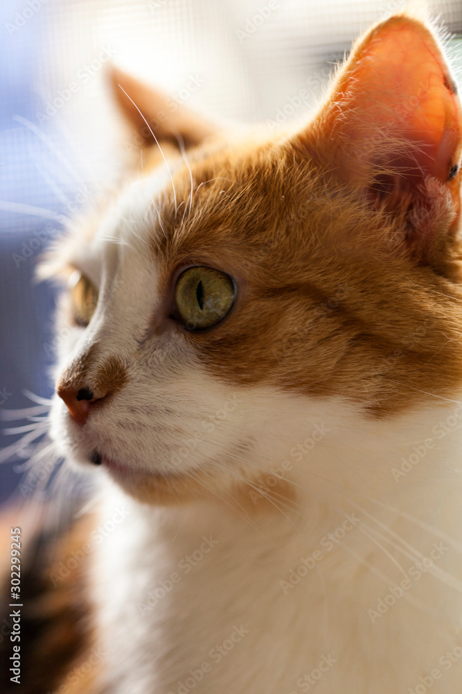 Relaxed domestic cat at home with expressions, indoor. 