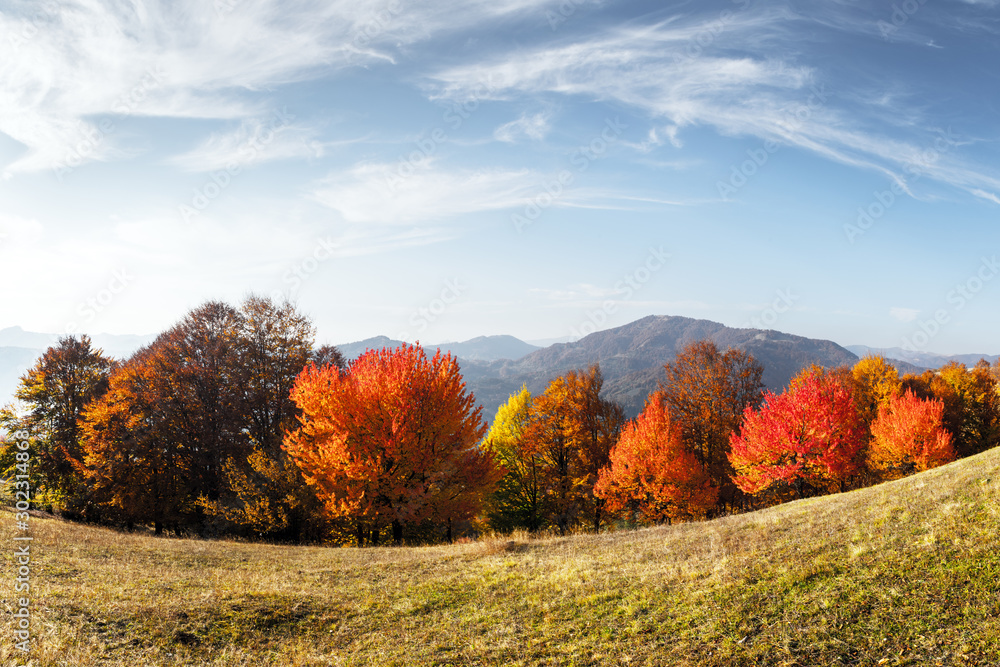 Panorama of picturesque autumn mountains with red beech forest in the foreground. Landscape photogra