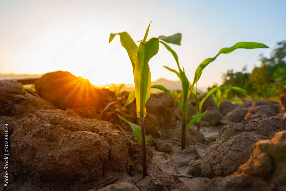 Maize seedling in the agricultural garden with the sunset, Growing Young Green Corn Seedling