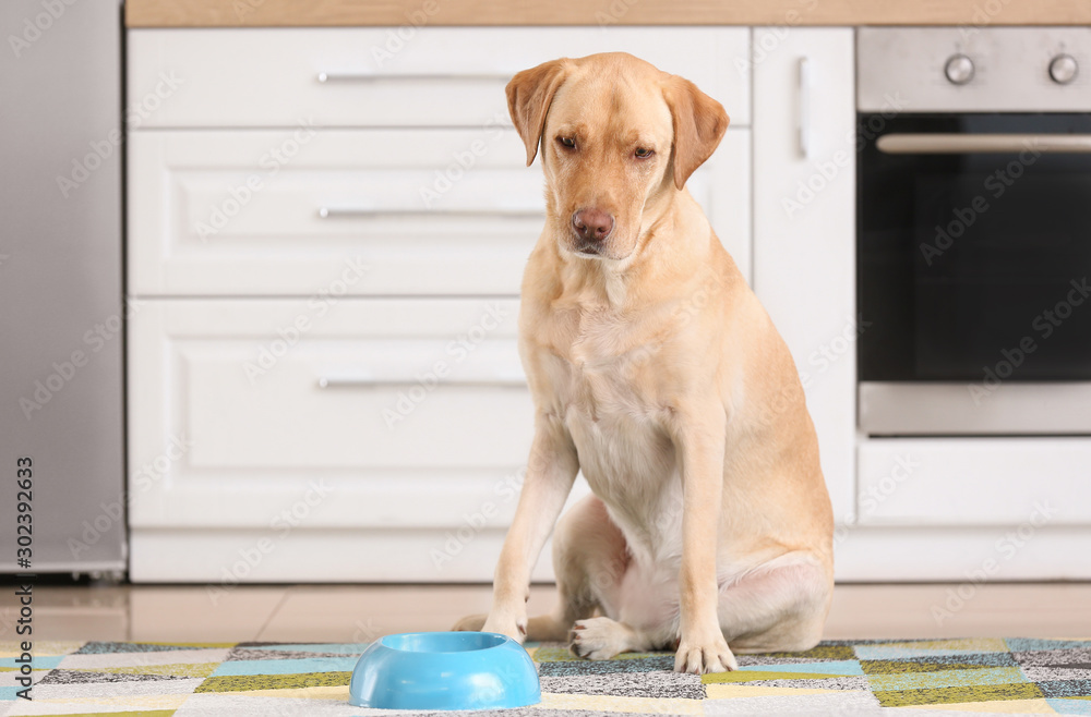 Adorable dog with bowl of food in kitchen