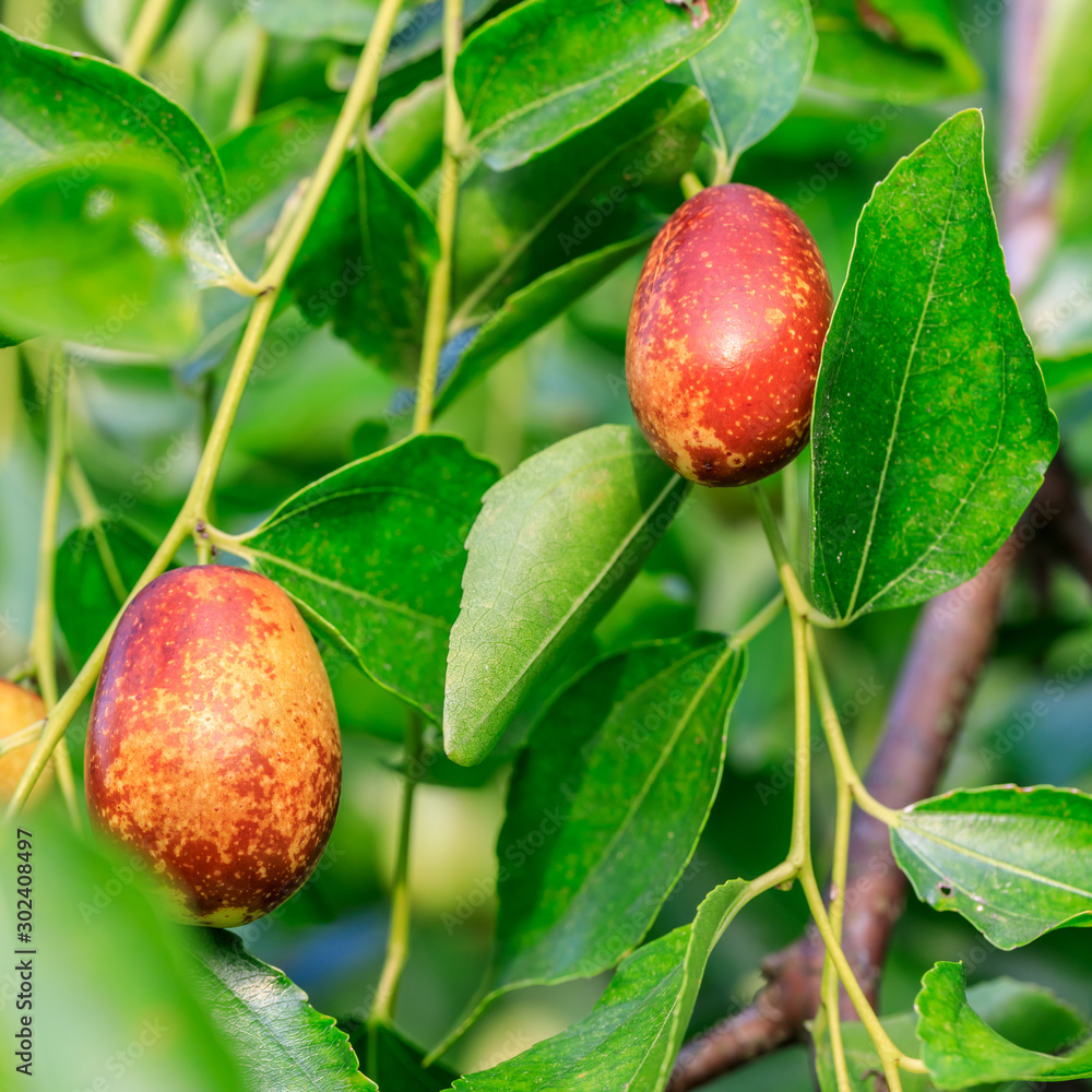 Jujube fruit on the jujube tree in the orchard