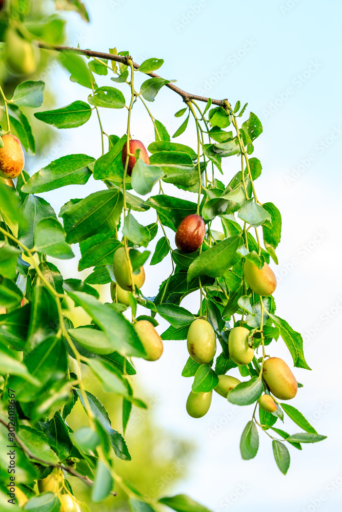 Jujube fruit on the jujube tree in the orchard