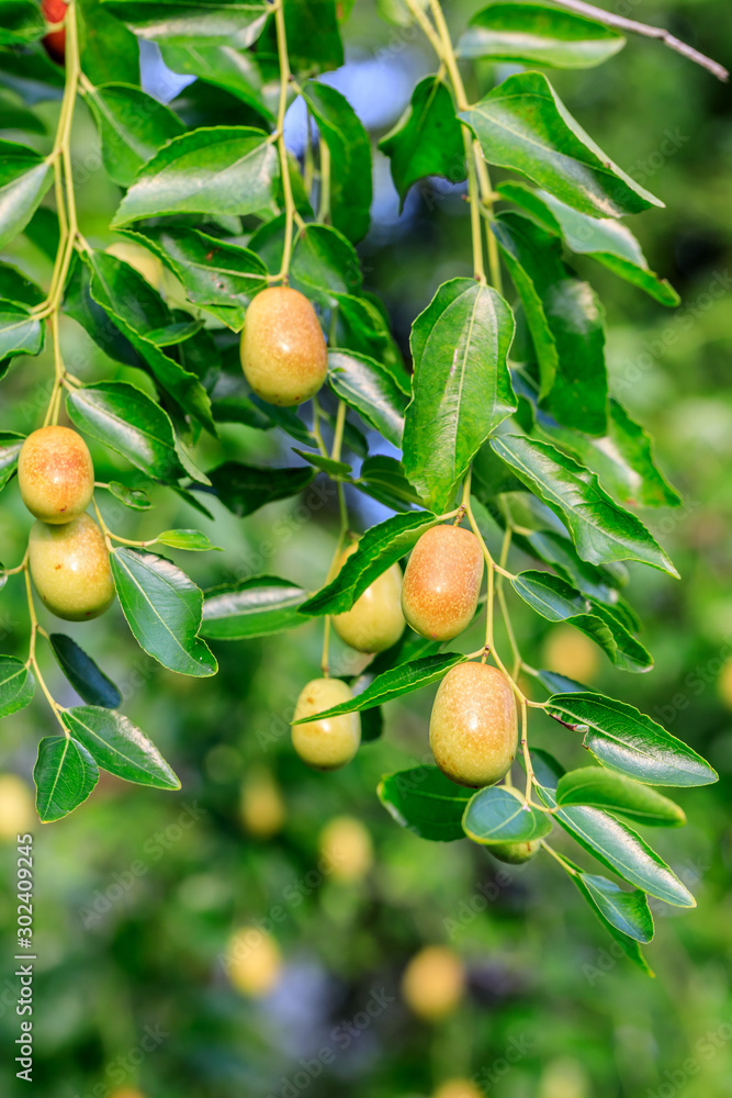 green jujube fruit on the jujube tree in the orchard