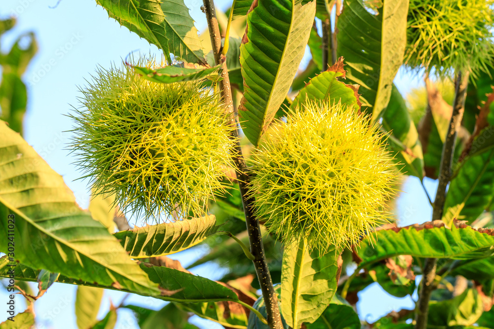 Chinese chestnut fruit grow on tree