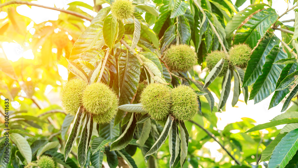 Chinese chestnut fruit grow on tree