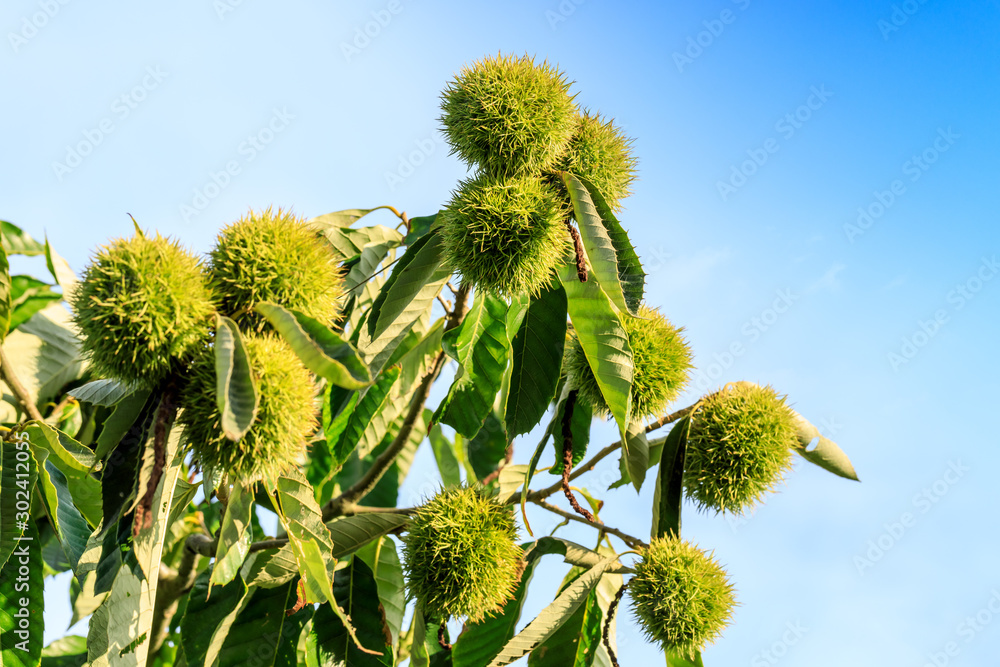 Chestnut fruit growing on the tree