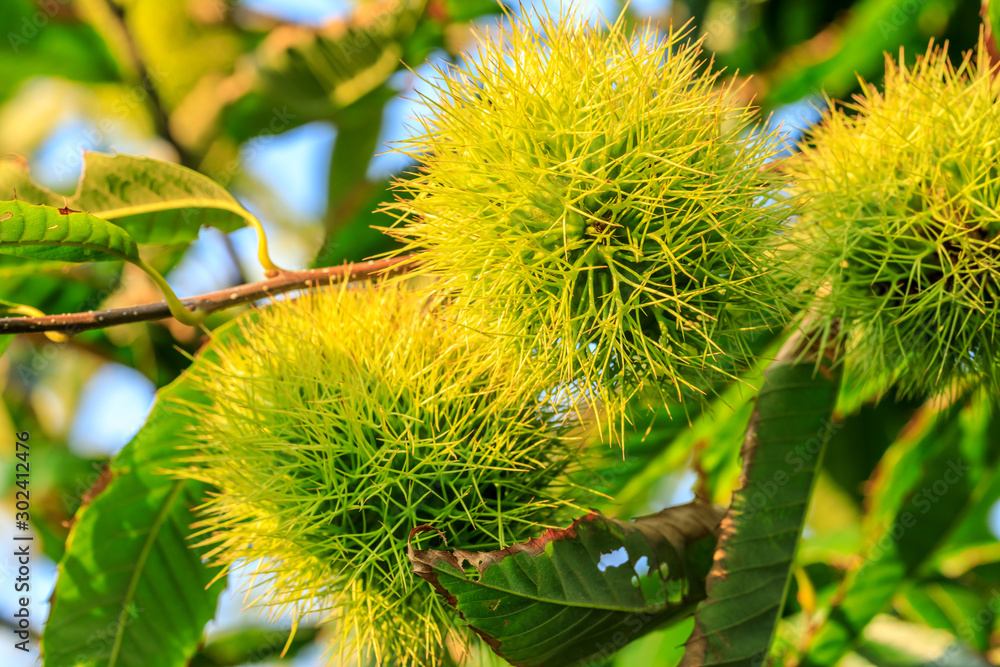 Chinese chestnut fruit grow on tree