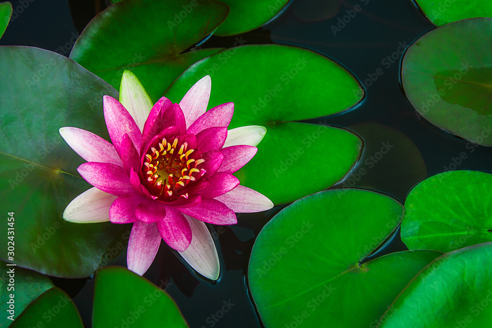 近景美丽的荷花和池塘里的绿叶，纯净的自然背景，红莲水潺潺