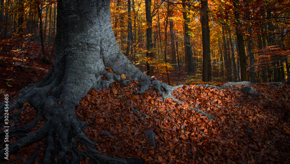 Bosque en temporada otoñal con las hojas rojas y amarillas de los arboles