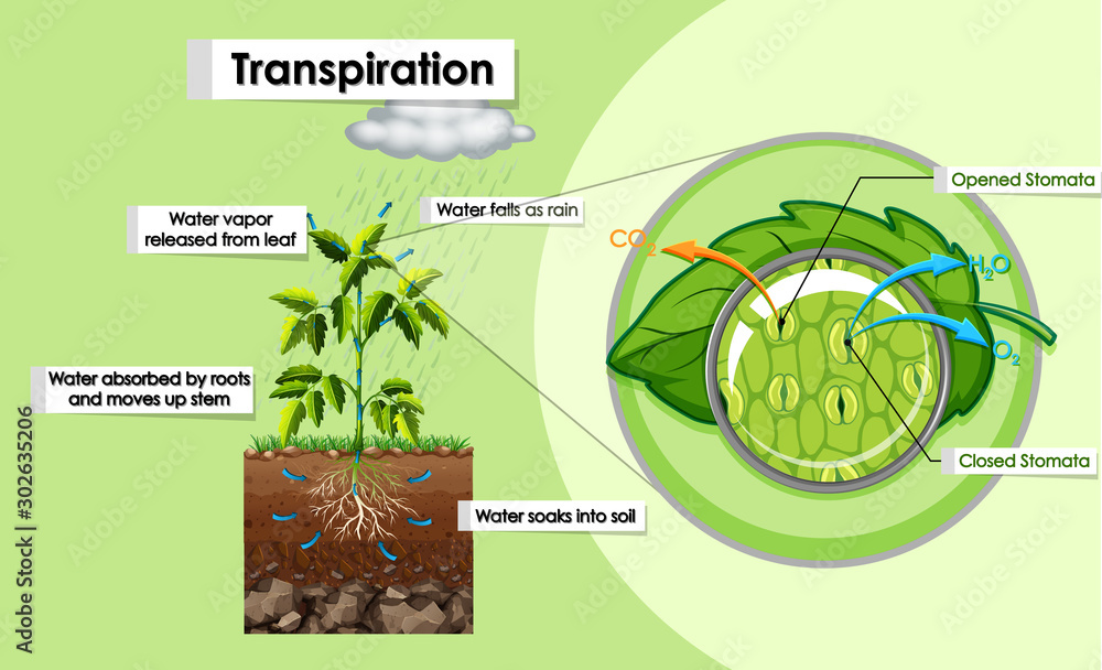 植物蒸腾作用示意图