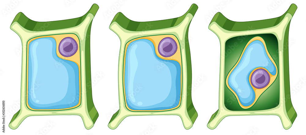 不同阶段的植物细胞