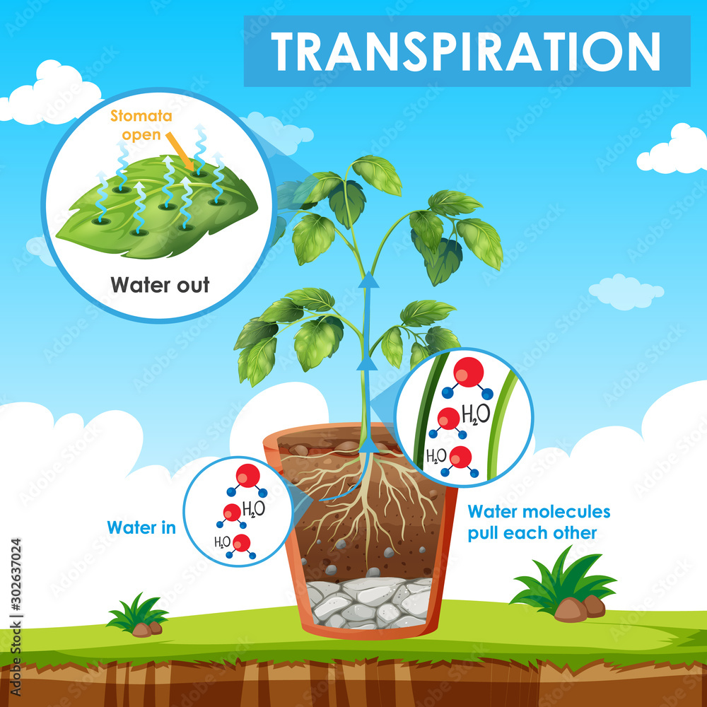 植物蒸腾作用示意图