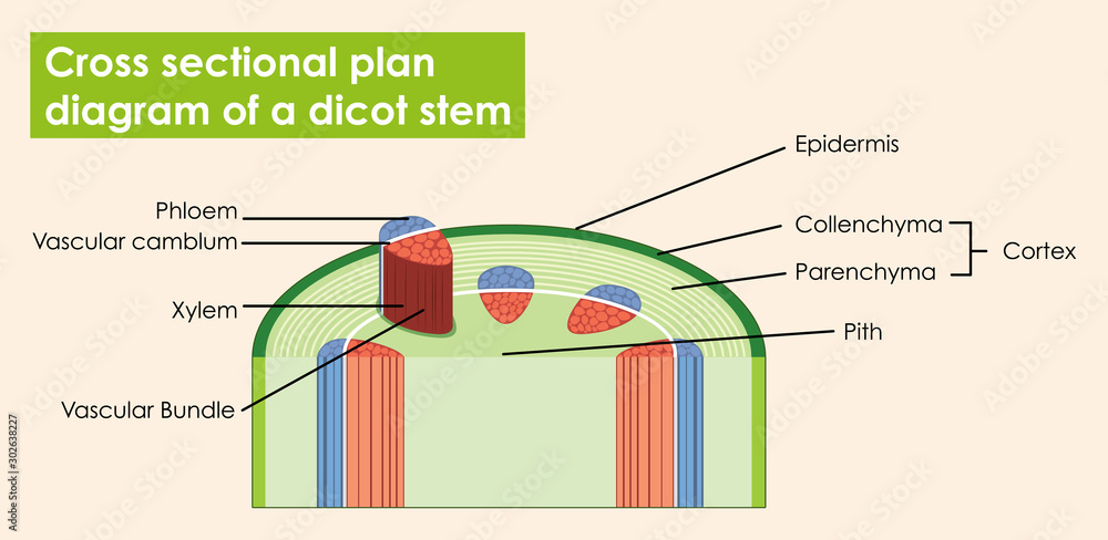 双子叶植物茎横截面图