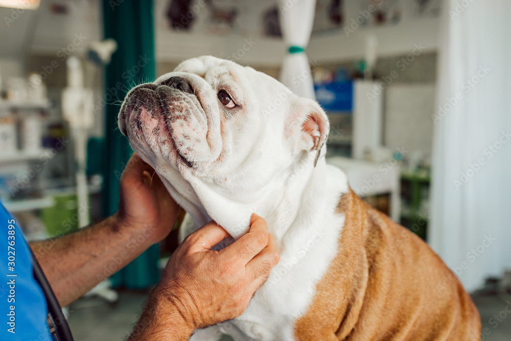 兽医检查英国斗牛犬，特写镜头。