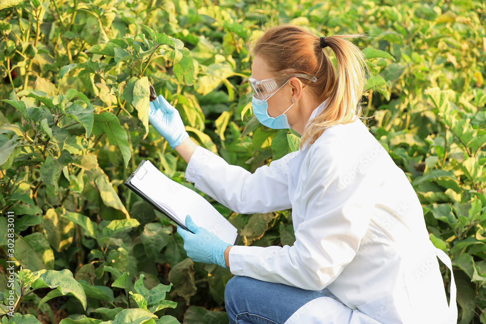 Female agricultural engineer working in field