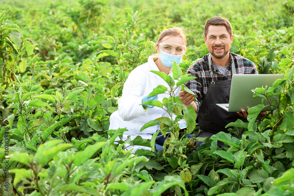 Agricultural engineers working in field