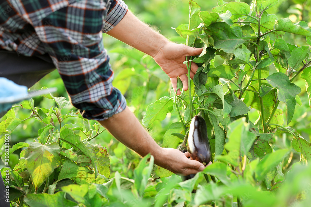 Male agricultural engineer working in field