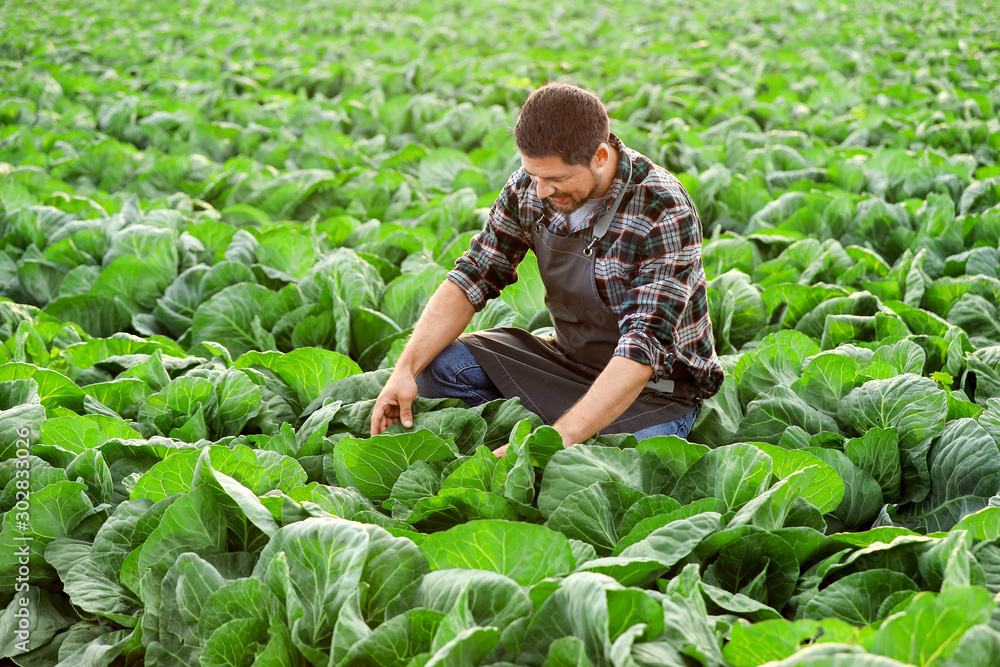 Male agricultural engineer working in field