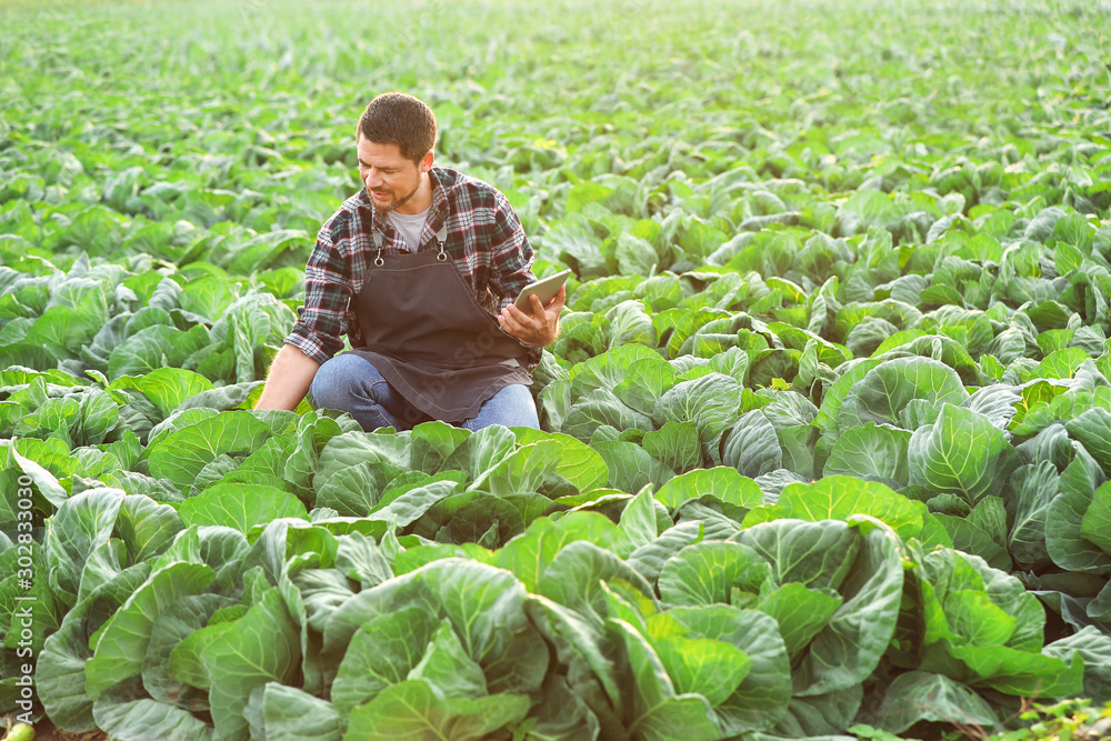 Male agricultural engineer working in field