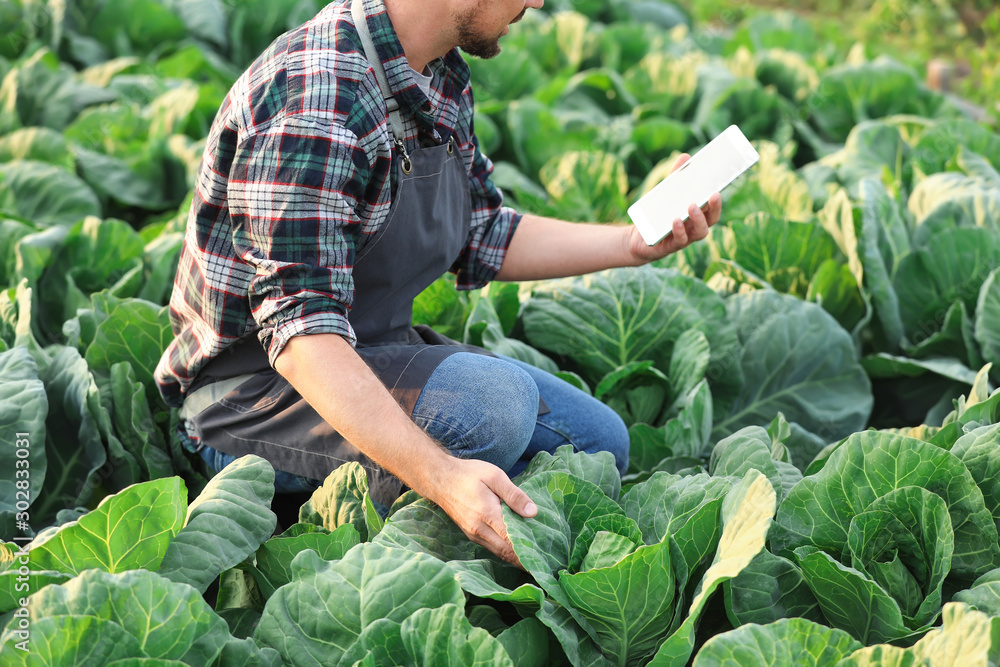 Male agricultural engineer working in field