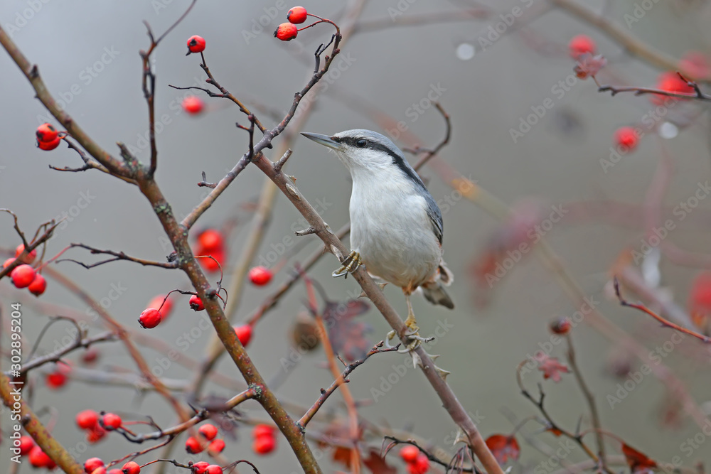   Eurasian nuthatch or wood nuthatch (Sitta europaea) filmed on a branch against a background of bri