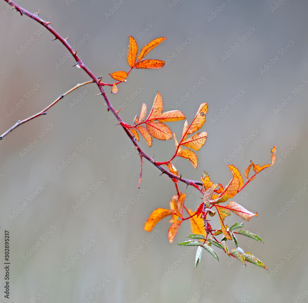 A thin branch of a wild rose with sad yellow leaves looks at you