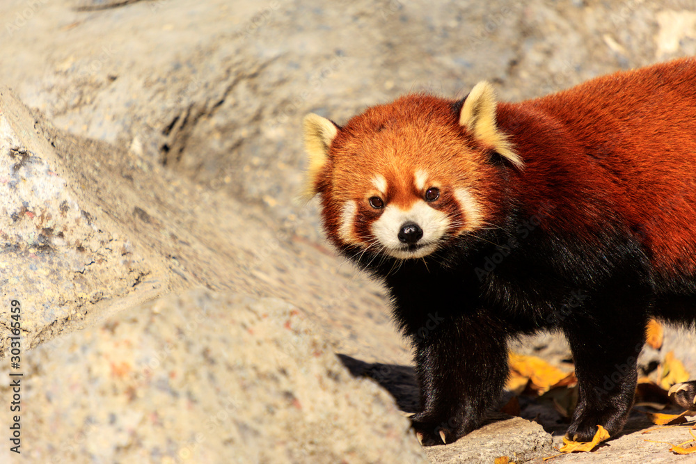 Red Panda, Firefox or Lesser Panda (Ailurus fulgens)