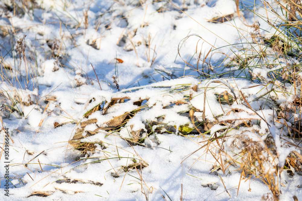 Dry grass from under the snow, landscape of nature.