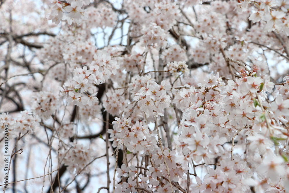 満開の桜