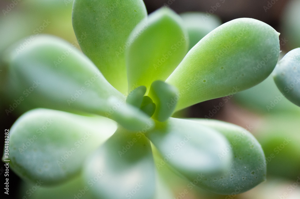 Succulent echeveria plant blue color - close up