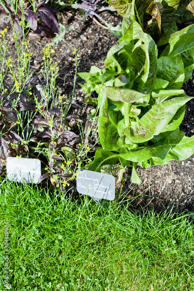 Vegetable garden with fresh produce and healthy medicinal herbs.