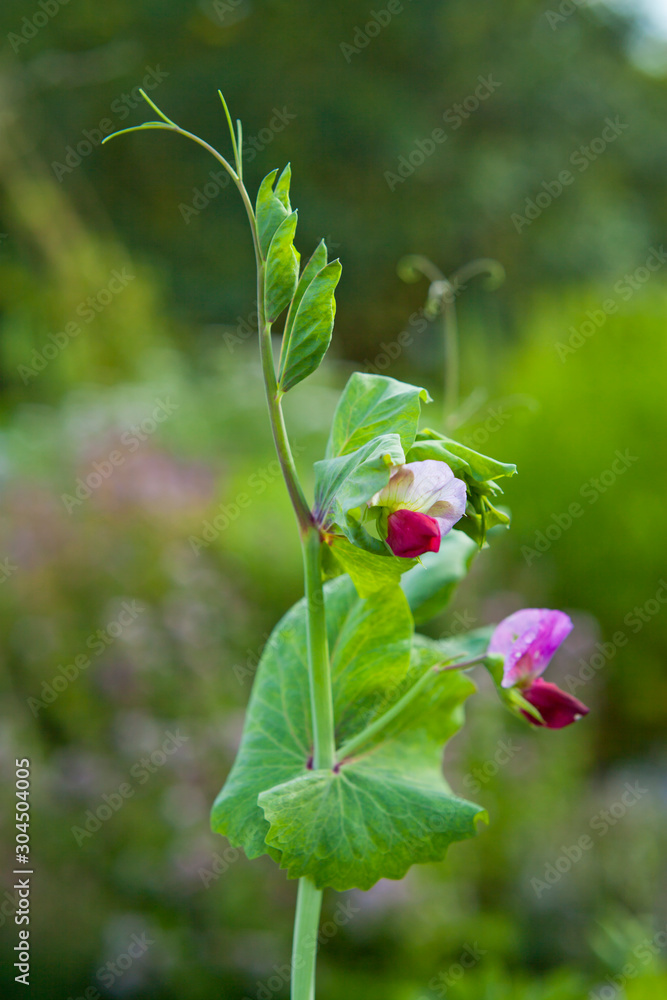 菜园里的紫色豌豆荚和花朵。