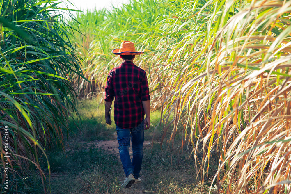 Farmer working in the sugarcane field, inspect sugarcane, digital tablet in agricultural field,Sugar