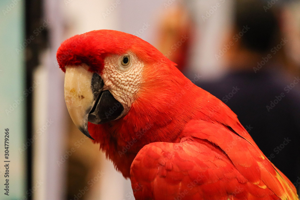 Green-winged macaw