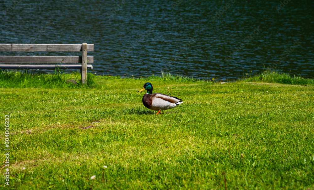 Mallard站在岸边，雄性野鸭在水外。